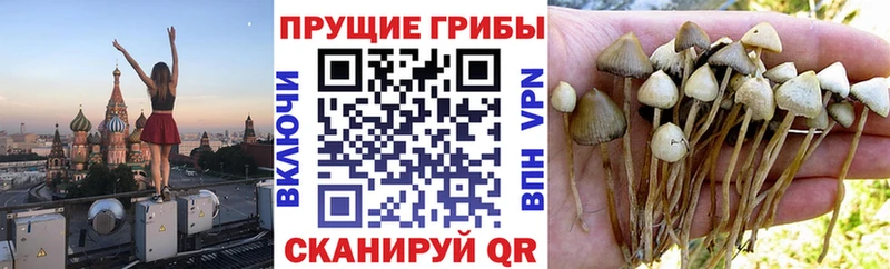 Псилоцибиновые грибы Psilocybine cubensis  Купить закладки  Елабуга 
